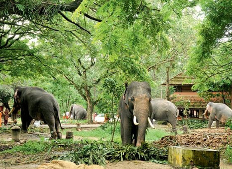 Elephant sanctuary